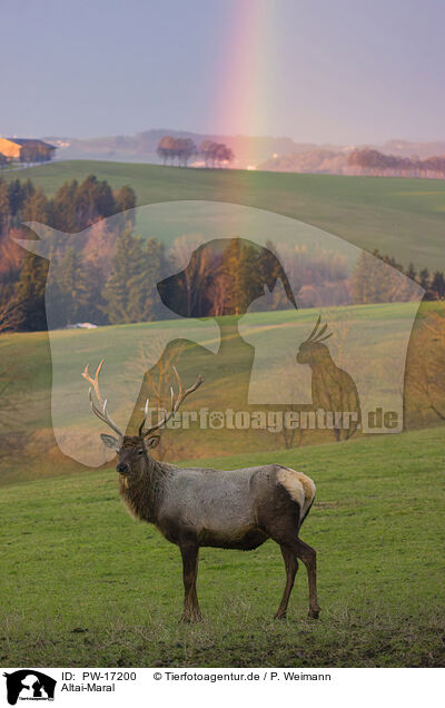 Altai-Maral / Altai elk / PW-17200