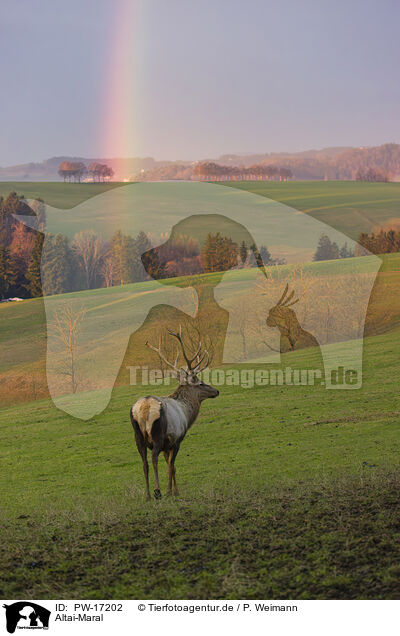 Altai-Maral / Altai elk / PW-17202