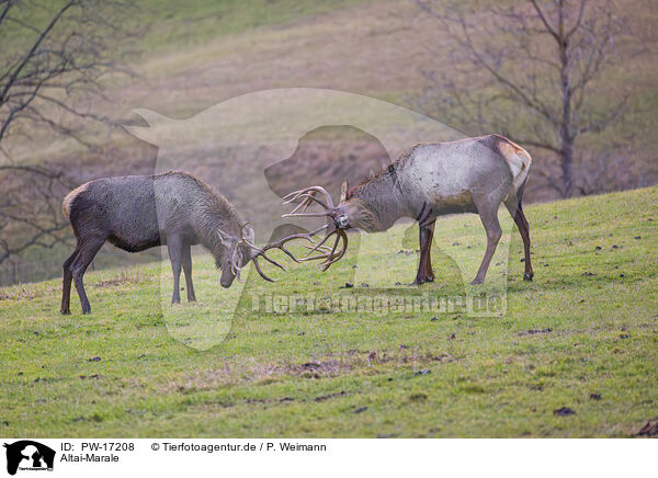 Altai-Marale / Altai elks / PW-17208