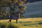 stehender Altai-Maral