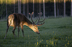 stehender Altai-Maral