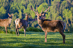 Altai-Maral