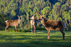 Altai-Maral