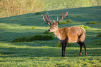 Altai-Maral