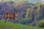 Altai-Maral