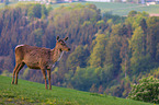 Altai-Maral