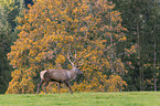 Altai-Maral auf der Wiese