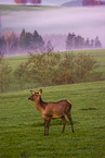 Altai-Maral