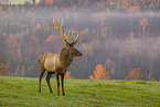 Altai-Maral