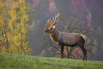 Altai-Maral