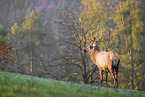 Altai-Maral