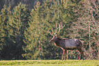 Altai-Maral