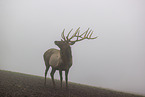 Altai-Maral