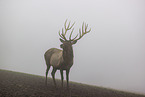 Altai-Maral