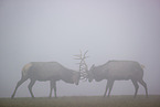 Altai-Marale