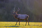 Altai-Maral