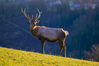 Altai-Maral