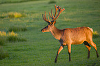 Altai-Maral