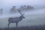 Altai-Maral