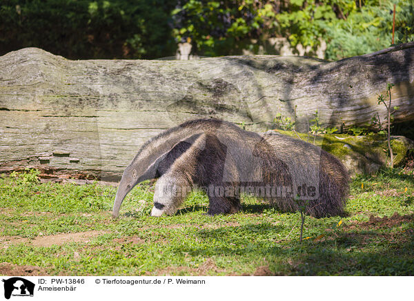 Ameisenbr / anteater / PW-13846