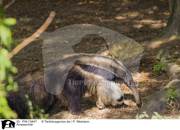 Ameisenbr / anteater / PW-13847