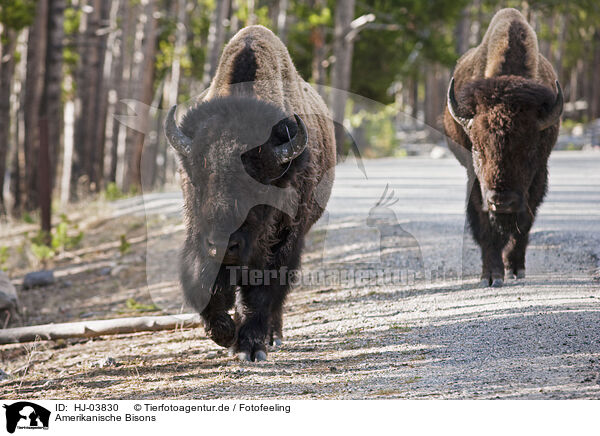 Amerikanische Bisons / HJ-03830