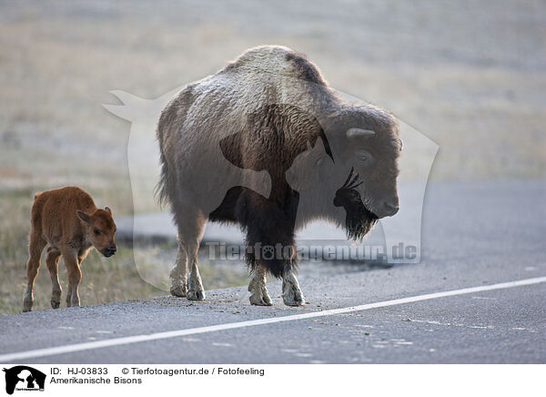Amerikanische Bisons / american bisons / HJ-03833