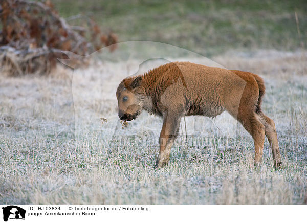 junger Amerikanischer Bison / young american bison / HJ-03834