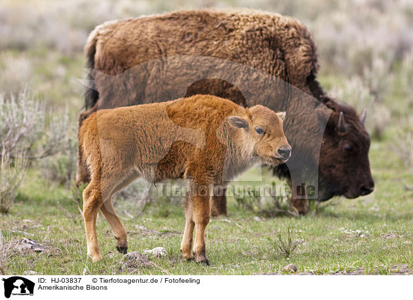 Amerikanische Bisons / american bisons / HJ-03837