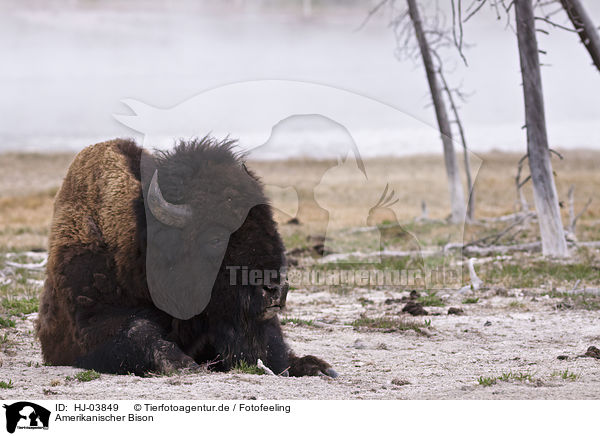 Amerikanischer Bison / american bison / HJ-03849