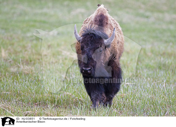 Amerikanischer Bison / american bison / HJ-03851