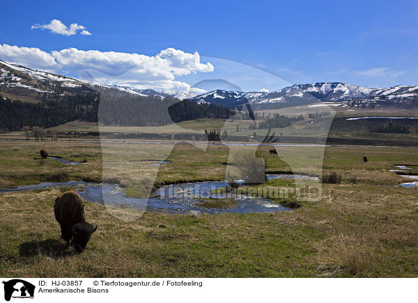 Amerikanische Bisons / american bisons / HJ-03857