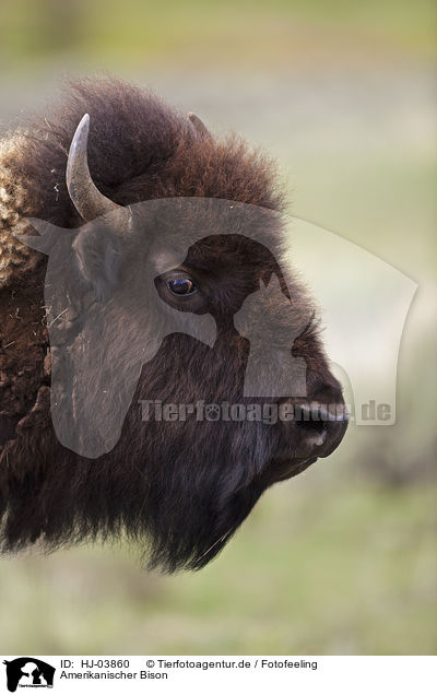 Amerikanischer Bison / american bison / HJ-03860