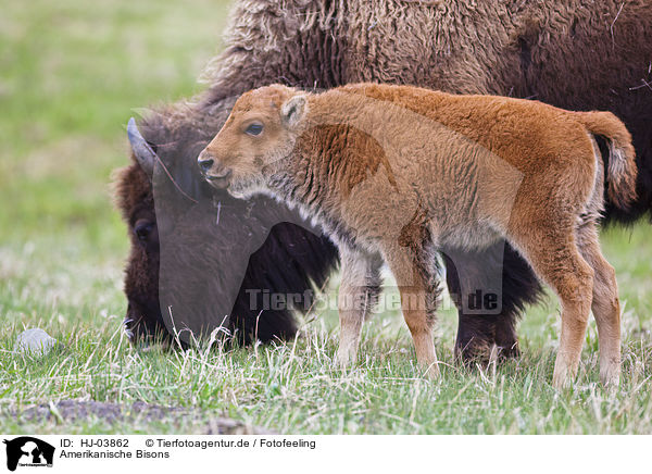 Amerikanische Bisons / american bisons / HJ-03862