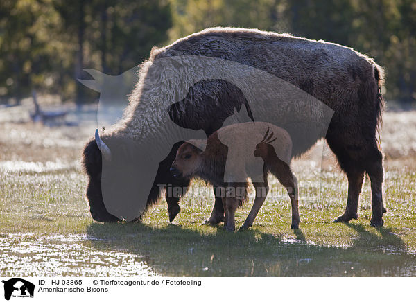 Amerikanische Bisons / american bisons / HJ-03865