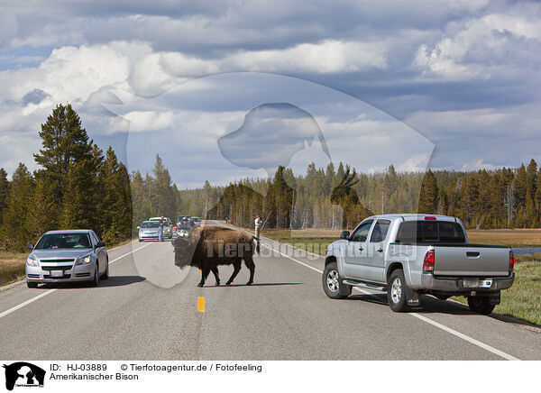 Amerikanischer Bison / american bison / HJ-03889