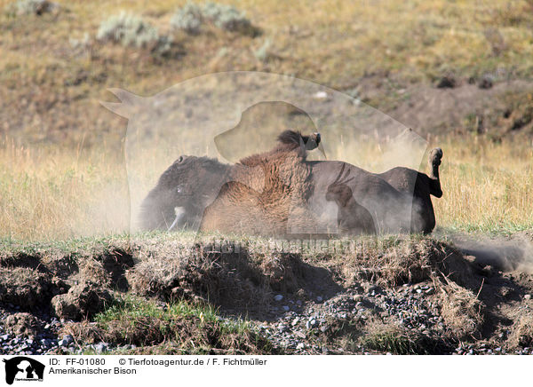 Amerikanischer Bison / bison / FF-01080