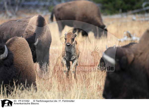 Amerikanische Bisons / bisons / FF-01082
