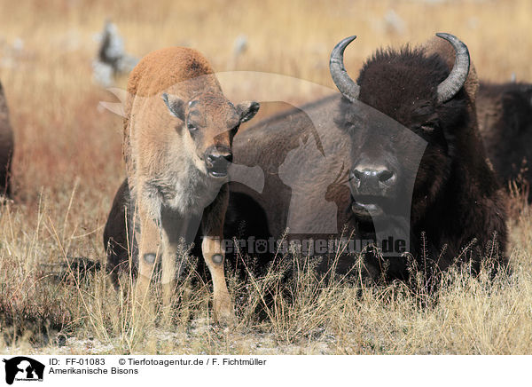 Amerikanische Bisons / bisons / FF-01083