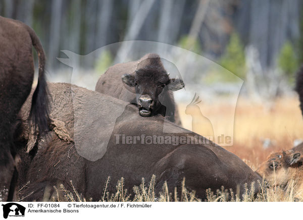 Amerikanische Bisons / bisons / FF-01084