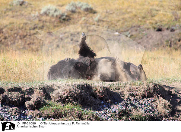 Amerikanischer Bison / bison / FF-01086