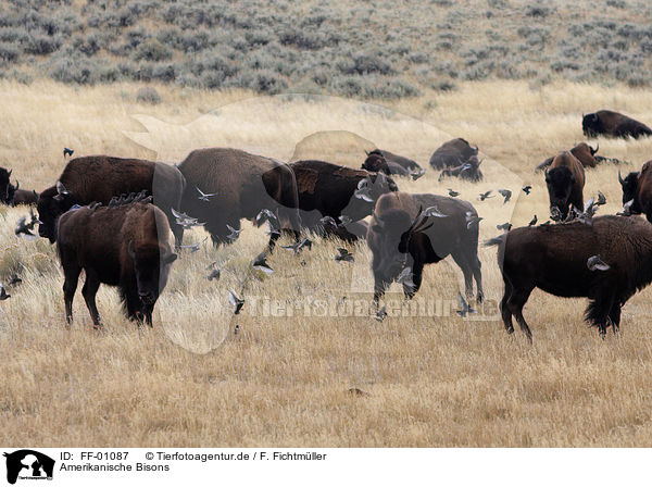 Amerikanische Bisons / bisons / FF-01087