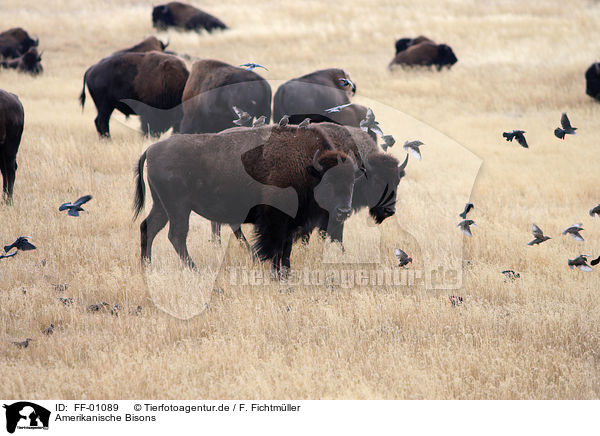 Amerikanische Bisons / bisons / FF-01089