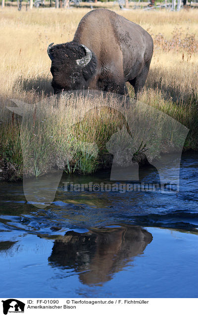 Amerikanischer Bison / bison / FF-01090