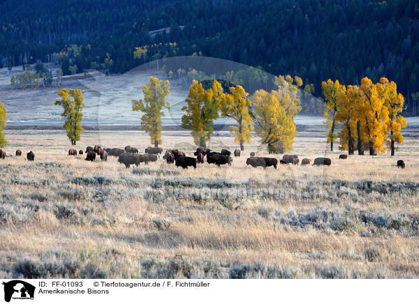 Amerikanische Bisons / bisons / FF-01093