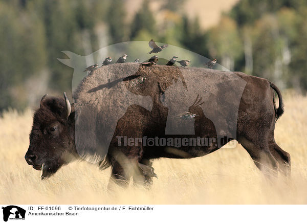 Amerikanischer Bison / bison / FF-01096