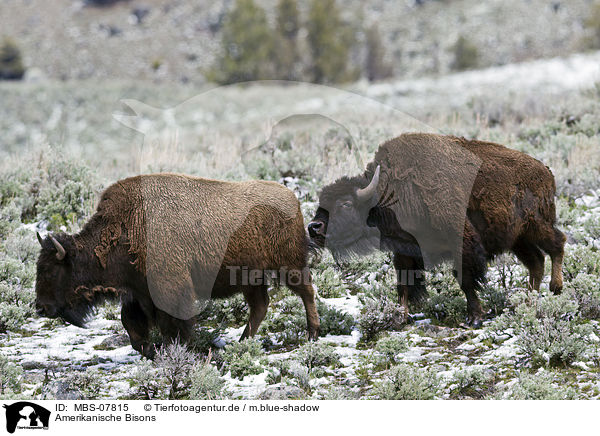 Amerikanische Bisons / american bisons / MBS-07815