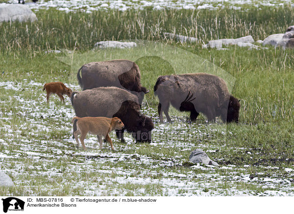 Amerikanische Bisons / american bisons / MBS-07816