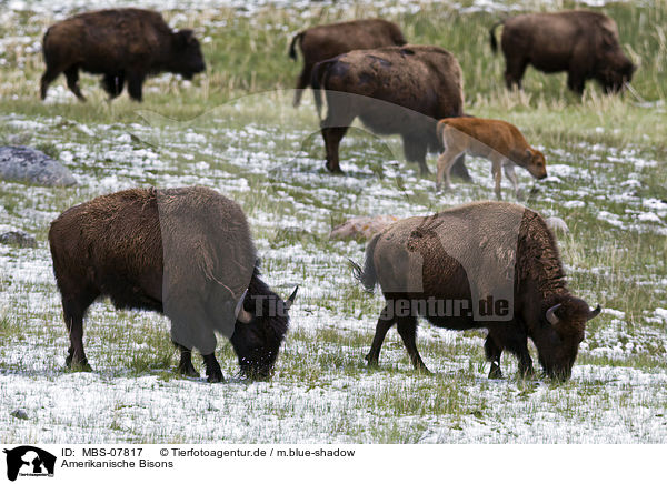 Amerikanische Bisons / american bisons / MBS-07817