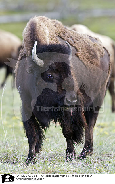 Amerikanischer Bison / american bison / MBS-07834